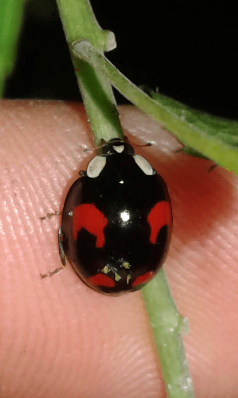 Coccinellidae : Harmonia axyridis? S.